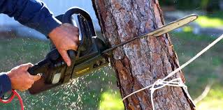 Best Tree Health Inspection  in Maple Plain, MN