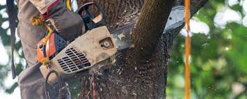 Trusted Maple Plain, MN Tree Services Experts