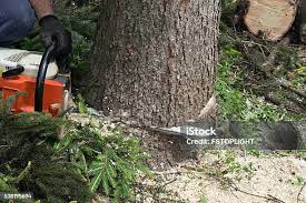 Best Utility Line Clearance  in Maple Plain, MN