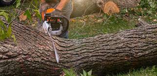 How Our Tree Care Process Works  in  Maple Plain, MN