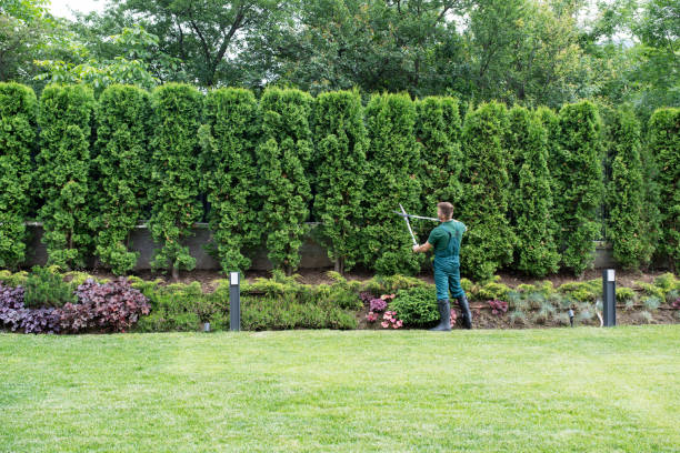 Best Organic Lawn Care Solutions  in Maple Plain, MN