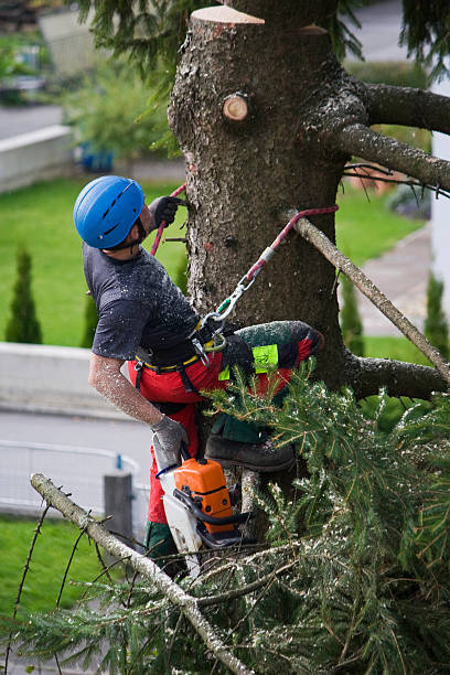 Best Arborist Consultation Services  in Maple Plain, MN