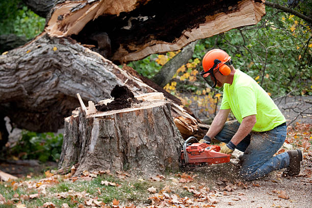 Best Firewood Processing and Delivery  in Maple Plain, MN