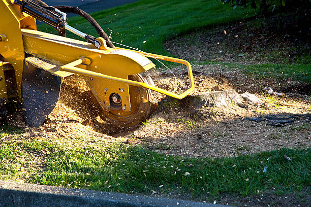 Best Grass Overseeding  in Maple Plain, MN