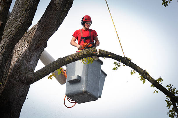 Best Fruit Tree Pruning  in Maple Plain, MN