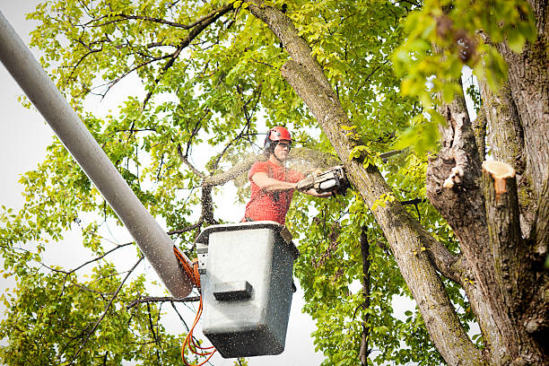 Best Storm Damage Tree Cleanup  in Maple Plain, MN