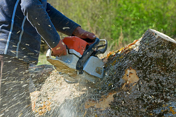 Best Tree Preservation Services  in Maple Plain, MN